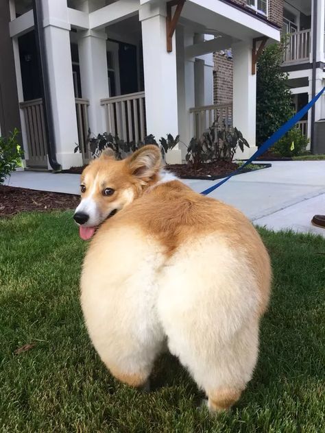 Please Enjoy These 20 Pics of Perfectly Pink Kitty Toe Beans Corgi Dog Breed, The British Royal Family, Most Popular Dog Breeds, Popular Dog Breeds, Herding Dogs, Corgi Puppy, Shepherd Dogs, Cute Corgi, Popular Dog