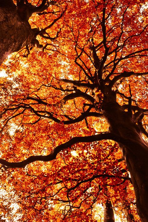 Autumn Tree beautiful tree autumn tumblr fall fall leaves 8bit Art, Autumn Scenes, Orange Aesthetic, Autumn Scenery, Seasons Of The Year, Autumn Beauty, Fall Pictures, Autumn Aesthetic, Fall Wallpaper