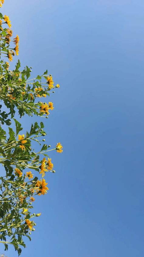 Nature, Yellow Flowers Wallpaper Aesthetic, Bright Sunny Day Aesthetic Wallpaper, Sunny Clouds Aesthetic, Bright Day Aesthetic, Sunny Day Aesthetic Wallpaper, Bright Wallpaper Iphone Aesthetic, Nature Aesthetic Hd, Aesthetic Wallpaper Bright