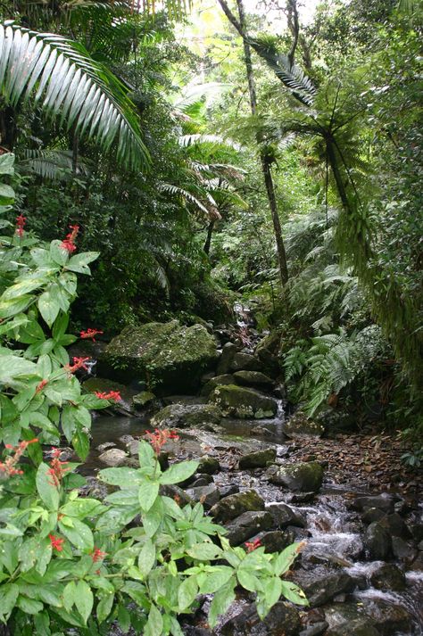 Nature, San Juan, Puerto Rico Rain Forest, Yunque Rainforest Puerto Rico, El Yunque Puerto Rico, Caribbean Countries, El Yunque Rainforest, Forest Beautiful, Puerto Rico Trip