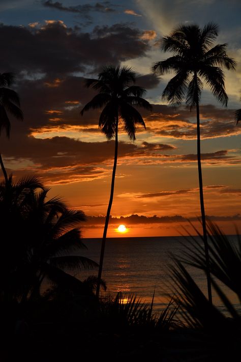 Pantai Aesthetic, Sunset Photography Nature, Population Density, Night Sea, Palm Tree Sunset, Pola Kartu, Beyond The Sea, Beach Night, View Wallpaper