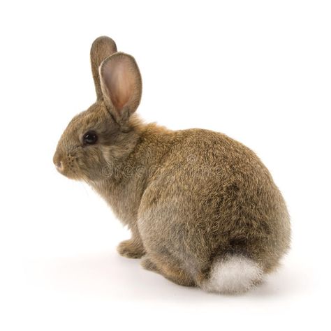 Adorable rabbit isolated on white. Adorable rabbit isolated on a white backgroun , #ad, #rabbit, #Adorable, #isolated, #background, #white #ad Rabbit Reference Photo, Rabbit Photography, Rabbit Images, Rabbit Jumping, Young Rabbit, Rabbit Pictures, Rabbit Animal, Rabbit Photos, Rabbit Drawing