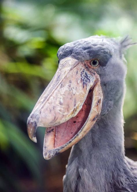 Did you know that the mating call of the shoebill stork (Balaeniceps rex) sounds like a machine gun? Learn all about it on 17 of the Weirdest Birds in the World (Photos, Facts, Videos…) - By Just Birding! #justbirding #everywherewild #birds #nature #shoebillstork #shoebill #machinegun #weirdbirds Shoebill Bird, Balaeniceps Rex, Scary Birds, Planet Pictures, Shoebill Stork, Weird Birds, Smiling Animals, Creepy Animals, Scary Animals