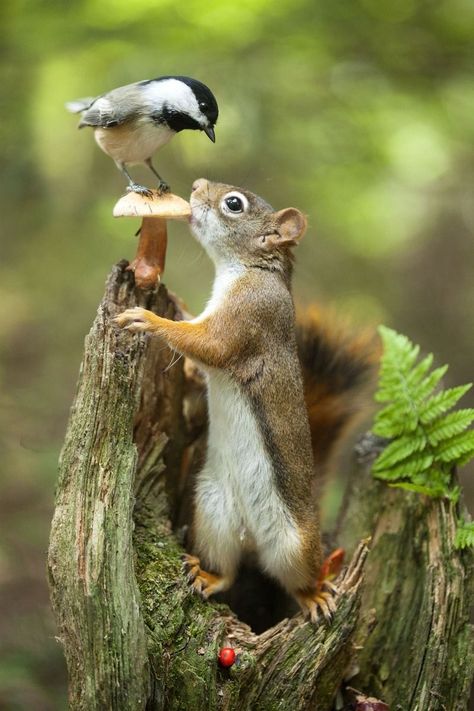 Whimsical Photoshoot, Small Mammals, Regnul Animal, Haiwan Comel, Squirrel Pictures, Squirrel Art, Anak Haiwan, Visual Library, Squirrel Funny