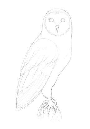 Owl Body Drawing, Owl Drawing Tutorial, Step By Step Owl Drawing, Stippling Art Animals, Owl Sketch Simple, Owl Drawing Simple, Barn Owl Drawing, Draw An Owl, Birds Drawing