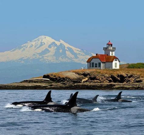 Orca pod in Puget Sound Ocean Park Washington, Orca Island Washington, Orcas Island Washington, San Juan Islands Washington, Orcinus Orca, Pacific Northwest Travel, Deserted Island, Friday Harbor, San Juan Island