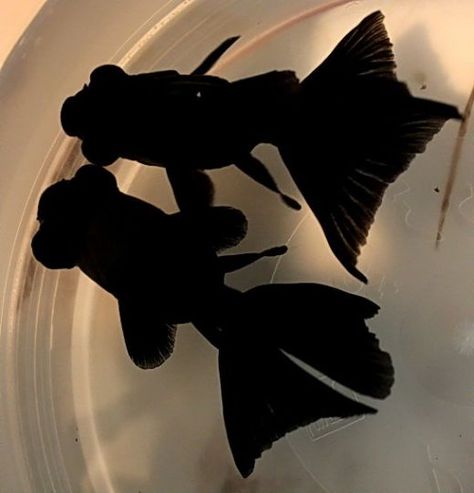 black moor goldfish Black Moor Goldfish, Goldfish Species, Black Goldfish, Goldfish Tattoo, Comet Goldfish, Fantail Goldfish, Goldfish Tank, Pretty Fish, Fish Breeding