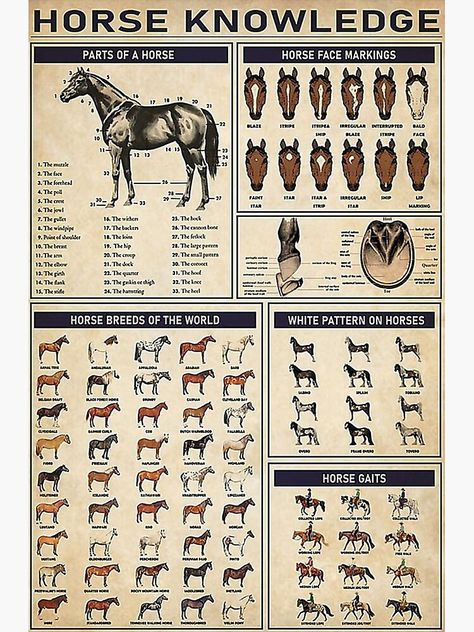 Unique Horse Knowledge Posters designed and sold by artists. Shop affordable wall art to hang in do... Horse Knowledge Poster, Animal Knowledge, Unique Horses, Knowledge Poster, Horse Markings, Horse Knowledge, Horse Facts, Rasy Koni, Horse Posters