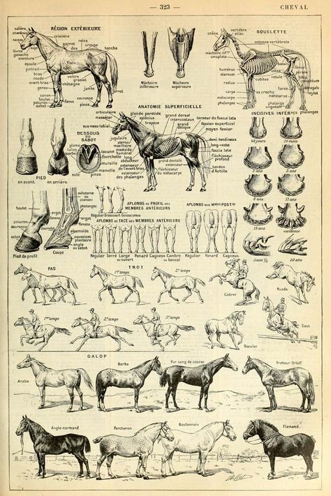 Science Vintage, Biology Poster, Poster Science, Horse Facts, Horse Info, Rasy Koni, Horse Anatomy, Office Decor Home, Horse Posters