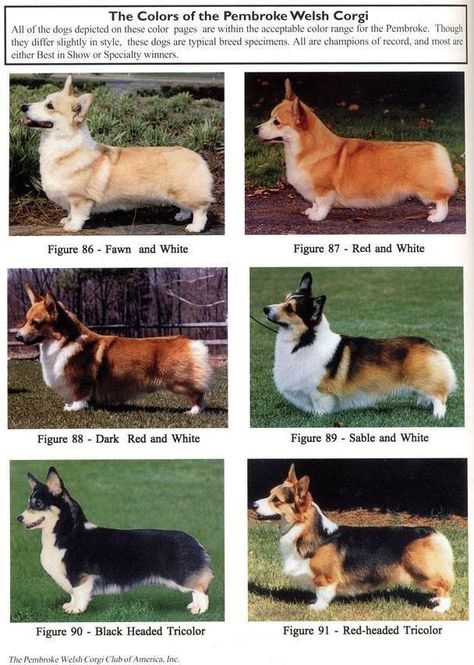 A great chart to show the colors of Pembroke Welsh Corgis Wels, Velcí Psi, Different Breeds Of Dogs, Corgi Facts, Pembroke Corgi, Pembroke Welsh Corgi Puppies, Breeds Of Dogs, Corgi Pictures, Welsh Corgi Puppies