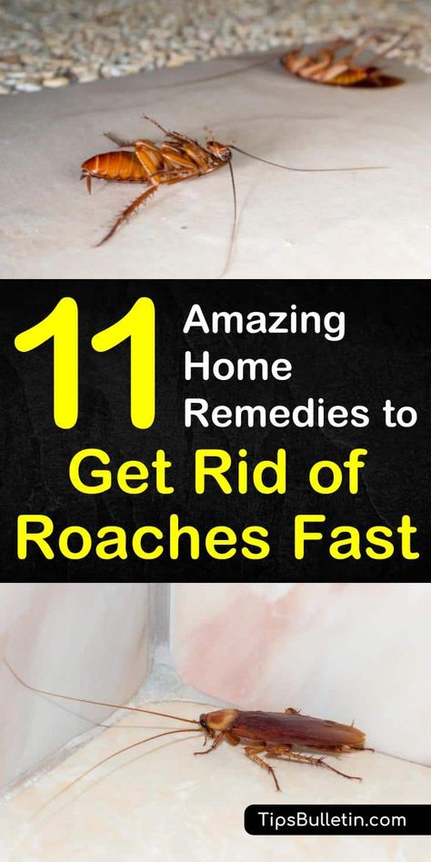 Learn the best home remedies to get rid of roaches fast with essential oils and vinegar in your apartment or in the house. Discover 11 DIY home remedies for killing roaches and insects naturally with borax. #killroaches #diy #roachtraps #cockroach Get Rid Of Roaches Fast, Home Remedies For Roaches, Get Rid Of Roaches, Roach Infestation, Kill Roaches, Roach Killer, Diy Pest Control, Household Pests, Diatomaceous Earth