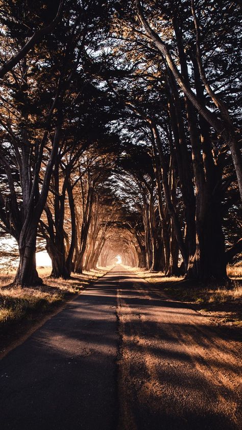 Ground Wallpaper, Backgrounds For Android, Natur Wallpaper, Point Reyes National Seashore, Tree Tunnel, Fotografi Urban, Best Nature Wallpapers, Natural Photography, Hd Nature Wallpapers