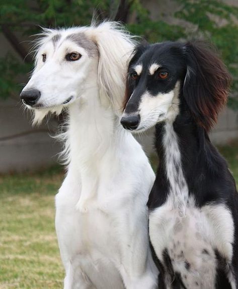 Best Family Dog Breeds, Family Dogs Breeds, Saluki Dogs, Best Dog Names, Best Dogs For Families, Purebred Dogs, Sweet Dogs, Old Dogs, Disney Films