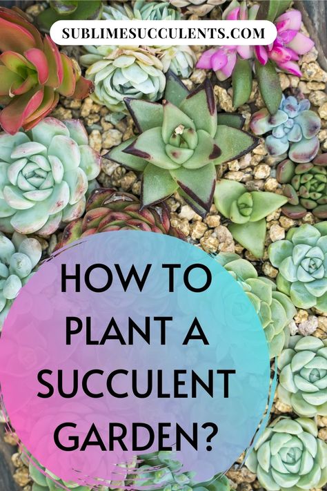 Putting together a succulent garden is a worthwhile project. Sublime Succulents is here to show you how it’s done. There are some choices to be made throughout the process. Don’t get stressed over making the right decision because no matter what you do you will be pleased with the results. We will show you how to design the garden. You will see the array of cactus that are available to choose for planting. Then we will take you through planting the succulents in optimal conditions. Read more... Multiplier Des Plantes Grasses, Succulents Ideas, Succulent Rock Garden, Succulent Garden Outdoor, Succulent Outdoor, Succulent Garden Landscape, Succulent Landscape Design, Succulent Garden Design, Succulent Landscaping