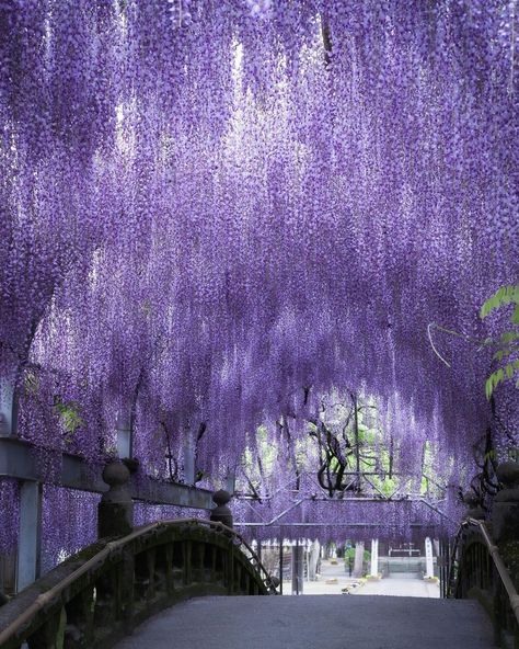 Wisteria Vines, Wisteria Garden, Fantasy Angel, Wisteria Tree, Purple Wisteria, Purple Trees, Gambar Figur, Eco House, Purple Aesthetic