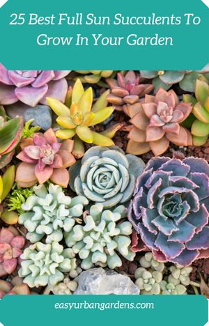 Here are 25 of the best full sun succulents you might like to try growing in your garden. Full Sun Succulents, Propagating Cactus, Flowering Succulents, Leaves Falling, Vibrant Home, Root Rot, Crassula Ovata, Succulent Wall, Growing Succulents