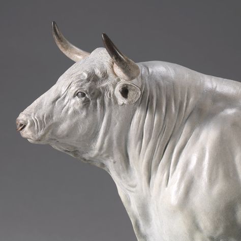 Bull Anatomy, Bull Sculpture, Sculpture Animal, Bull Art, Bull Cow, Bull Riding, Cow Art, Animal Heads, Sculpture Clay