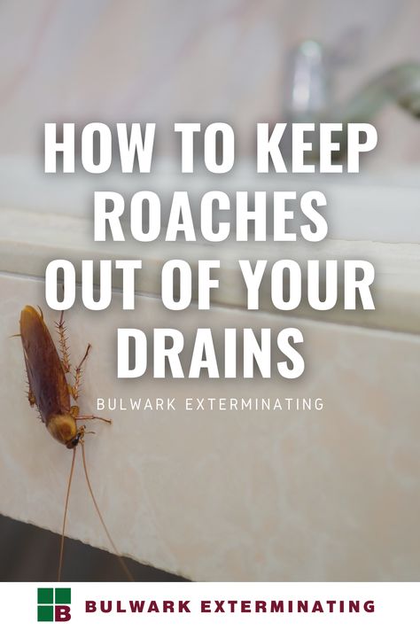 Keep Roaches Out Of House, Kill Roaches Fast, Types Of Roaches, Kill Roaches Naturally, Roach Repellent, Cockroach Repellent, Household Bugs, Roach Infestation, Storm Prep