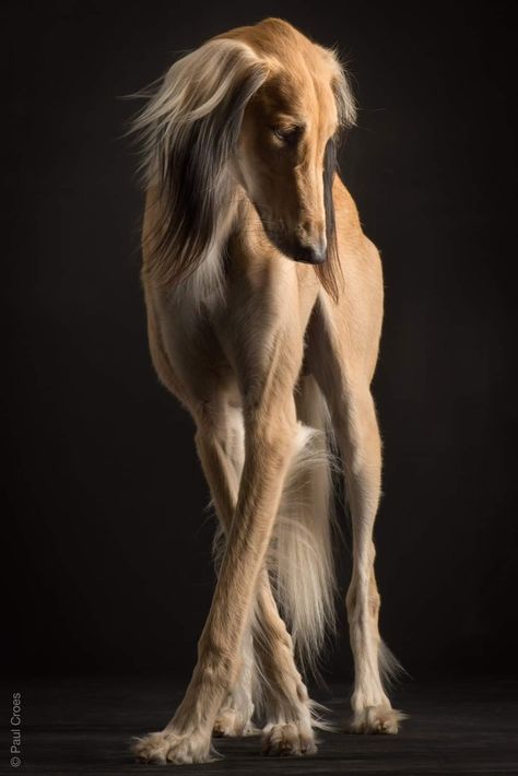 Saluki by Paul Croes Saluki Dogs, Cute Dog Pictures, Pretty Dogs, Dog Paintings, Funny Cat Videos, Service Dogs, Animal Photo, Beautiful Dogs, Dog Art