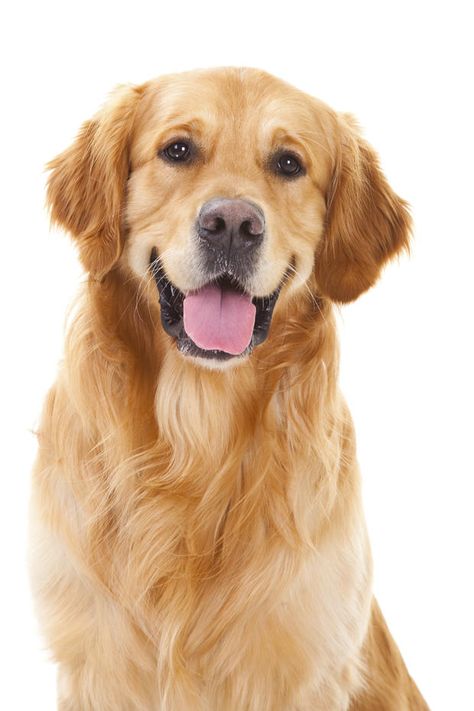 The golden retriever has always been a popular breed and is ranked No. 3 by the American Kennel Club for 2017, the same spot it held in 2015 and 2016. Labrador Retrievers, Chien Golden Retriever, 강아지 그림, Most Popular Dog Breeds, Popular Dog Breeds, Golden Retriever Puppy, Older Dogs, Retriever Puppy, Popular Dog