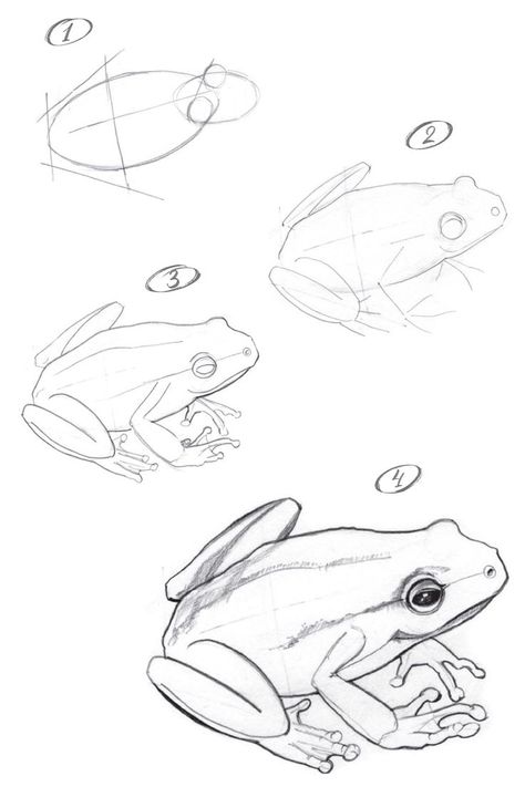 How To Draw A Realistic Frog Step By Step, Simple Frog Sketch, Drawing Frogs Step By Step, Easy Frog Drawing Step By Step, Cute Animal Drawing Tutorial, Cute Animal Drawings Step By Step, Frog Pencil Drawing, Drawing Animals Tutorial, Frog Sketch Cute