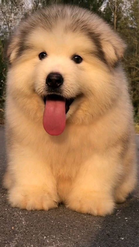 Cute Puppy Photos, Alaskan Malamute Puppies, Chubby Baby, Cute Fluffy Dogs, Malamute Puppies, Very Cute Puppies, Cute Dogs Images, Really Cute Puppies, Super Cute Puppies