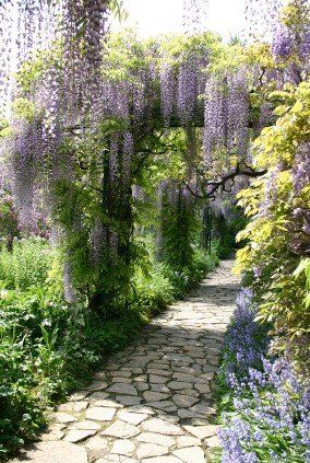 Shaded Garden, Wisteria Trellis, Wisteria Garden, Wisteria Pergola, Wisteria Plant, Wisteria Tree, Backyard Walkway, Growing Vines, Patio And Garden