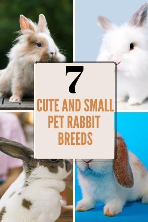 7 rabbit breeds that stay small. Let's take a look at dwarf rabbits and see what you need to know to care for them.   Pet rabbits make great pets and dwarf rabbits are particularly cute and adorable.   Which 7 small dwarf rabbits make the best pets.  Rabbits | dwarf rabbits | pet rabbits | small rabbits  #dwarfrabbits #petrabbits #rabbits Art Reference Cute, Rabbit Art For Kids, Rabbits Drawing, Rabbit Tips, Bunny Breeds, Textile Animals, Rabbit Species, Mini Rex Rabbit, Drawing Rabbit