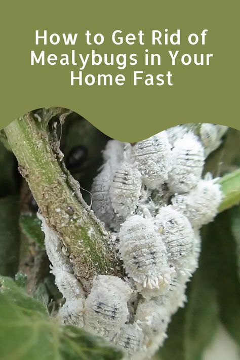 Mealybugs are a common household pest that can infest bathrooms, kitchens, and living areas. Learn how to identify mealybugs and get rid of them in your home. Mealybugs How To Get Rid, Citrus Plant, Household Pests, Scale Insects, Insecticidal Soap, Garden Pest Control, Garden Pests, African Violets, New Growth