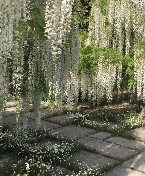 Bonito, White Wisteria Aesthetic, White Japanese Wisteria Trees, White Wisteria Tree, Wisteria Indoors, Garden Of Time Aesthetic, Garden Maze Aesthetic, White Plants Aesthetic, Wisteria Tree Aesthetic