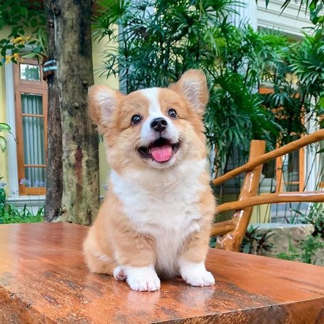 Corgi Puppies, Corgi Aesthetic, Fluffy Corgi, Cute Corgi Puppy, Very Cute Dogs, Animale Rare, Really Cute Dogs, Cute Little Puppies, Corgi Puppy