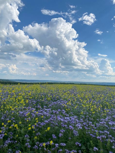 Nature, Grassland Aesthetic, Pretty Field, Spring Landscape Photography, Countryside Aesthetic, Field Of Flowers, Landscape Photography Nature, Pretty Landscapes, Pretty Sky