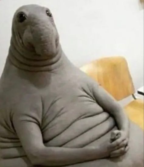 Waiting Meme, Hi Meme, Funny Seals, Meme Chat, Elephant Seal, Awkward Funny, Dinosaur Funny, Waiting For Someone, Very Funny Pictures