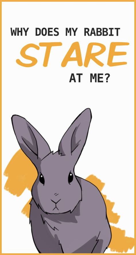 Most of the time when a rabbit stares directly at you it’s because your rabbit knows it’s time to eat and you’re going to feed them, but they also stare for attention. It can also appear that your rabbit is staring when they are relaxing or on the alert for some other potential threat. Secret Life Of Rabbits, Bunny Care Tips, Mini Rex Rabbit, Rabbit Behavior, Funny Bunny Videos, Rabbits For Sale, Giant Rabbit, Meat Rabbits, Pet Bunny Rabbits