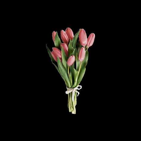 Tulips, Coquette Png Transparent, Transparent Widget, Tulip Png, Academic Life, Png Icons, Transparent Png, Transparent Background, Ios