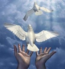 Dove Pictures, Saint Esprit, Peace Dove, White Doves, Jesus Pictures, Christian Art, James Allen, 귀여운 동물, Digital Photo