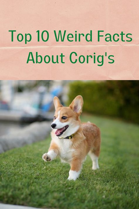 Nature, Corgi Must Haves, Mini Corgi Full Grown, Corgies Puppy, Corgi Haircut Styles, Cowboy Corgi Puppies, Corgi Accessories, Corgis Funny, Funny Corgi Pictures