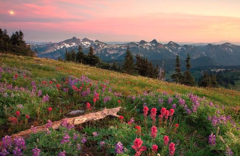 Mountain Field, pink celosia #hills #field #mountains #flowers 3d and abstract #1080P #wallpaper #hdwallpaper #desktop Desktop Wallpaper Summer, Google Backgrounds, Flower Desktop Wallpaper, Frühling Wallpaper, Natur Wallpaper, Nature Desktop, Wallpaper Macbook, Field Wallpaper, Laptop Wallpaper Desktop Wallpapers