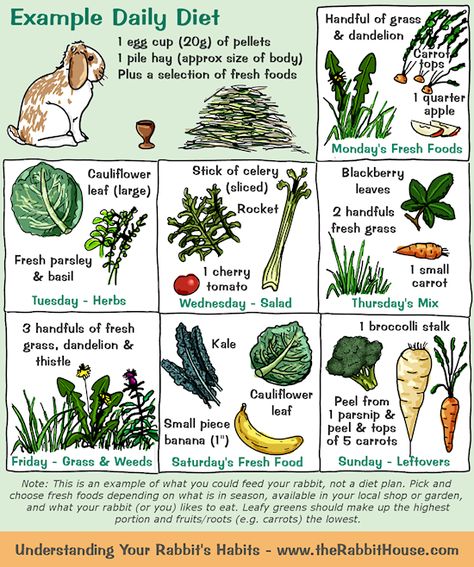 As an example, a rabbit could have 1 egg cup of pellets and a pile of hay per day, plus a selection of vegetables. One day it might be a cau... Rabbit Diet, Pet Rabbit Care, Meat Rabbits, Rabbit Treats, Raising Rabbits, Pet Bunny Rabbits, Indoor Rabbit, Rabbit Cages, Bunny Care