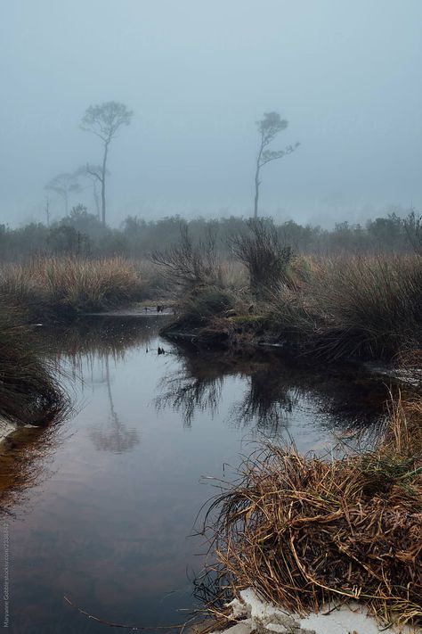 Dark Misty Landscape | Stocksy United A dark foggy landscape in the Florida wetlands showing a pond and dead grass on a cold winter day. #florida #stockphotography #fog #foggy Nature, Gloomy Landscape Photography, Foggy Coastal Town, Foggy Landscape Photography, Dark Landscape Photography, Foggy Swamp, Gloomy Landscape, Cold Landscape, Mysterious Landscape