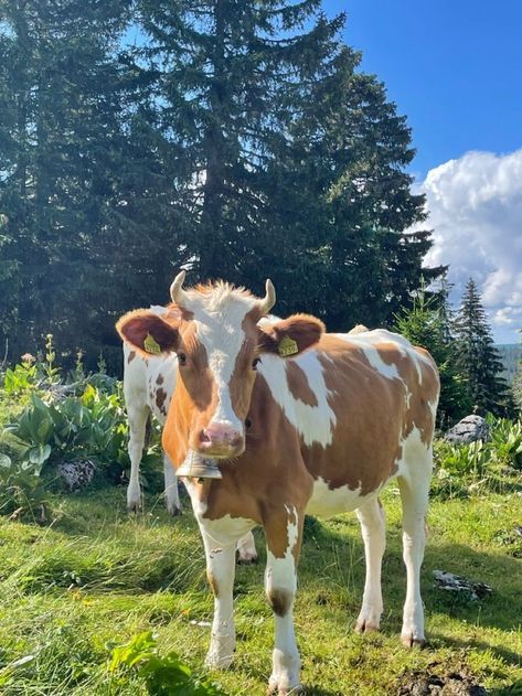 Aesthetic Cow Pictures, Cow Pfp Aesthetic, Cattle Aesthetic, Simmental Cows, Aesthetic Cows, Cows Aesthetic, Cute Animal Pfp, Cute Animal Pics, Cow Aesthetic