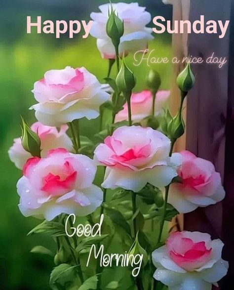 Happy Sunday Flowers, Sunday Pics, Good Morning Sunday Pictures, Happy Morning Images, Sunday Morning Images, Blessed Sunday Morning, Pictures With Quotes, Christian Good Morning Quotes, A Blessed Sunday