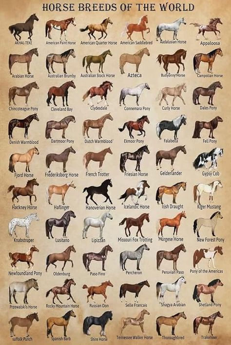 Horse Species, Horse Coat Colors, World Poster, Horse Knowledge, Horse Facts, Horse Posters, Animal Science, Funny Posters, Cute Horses