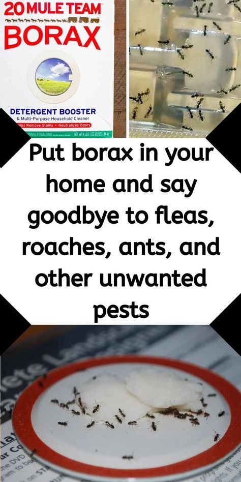 Borax To Kill Ants, Flea Spray For House, Homemade Flea Spray, Homemade Ant Killer, Display Collections, Diy Bug Spray, Bug Spray Recipe, Flea Remedies, Kill Bugs