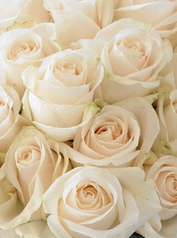 Vendela Roses Vendela Roses, Ivory Roses, Cream Roses, Types Of Flowers, Rose Bouquet, Beautiful Photography, Beautiful Roses, Pretty Flowers, White Roses