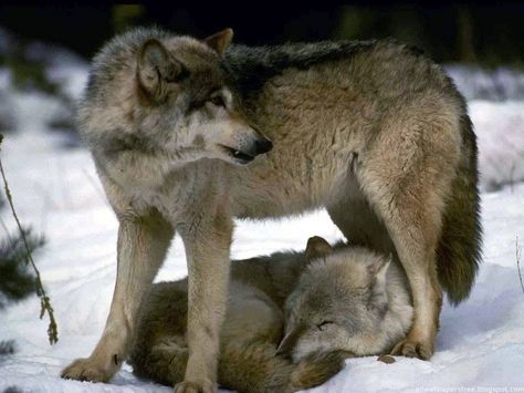 Protector Wolf Mates, Warrior Poet, Wolf World, Wolf Stuff, Wolf Photos, Timber Wolf, Howl At The Moon, Wolf Wallpaper, Wild Wolf