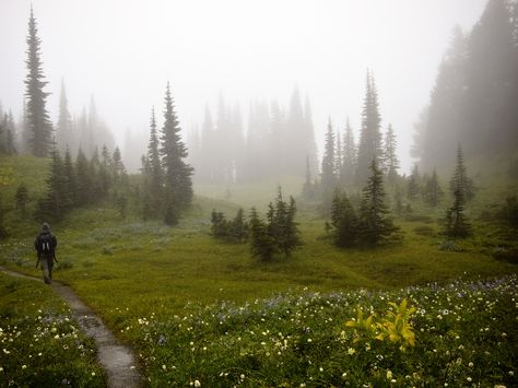 Mt Rainier, Seattle, USA Nature, Foggy Hills, Mountain Vibes, Foggy Weather, Foggy Mountains, Mystical Forest, Forest Hills, Stunning Photography, Treasure Box