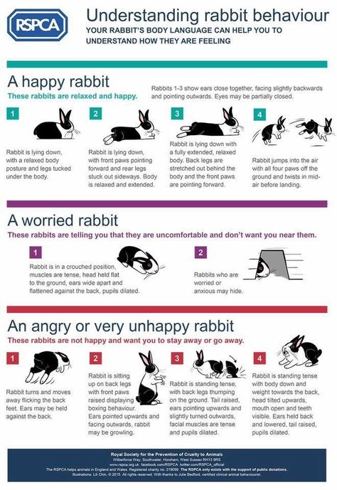 Rabbit behavior Tapsi Hapsi, All About Rabbits, Rabbit Facts, Rabbit Information, Rabbit Behavior, Pet Rabbit Care, Pet Bunny Rabbits, Raising Rabbits, Rabbit Life