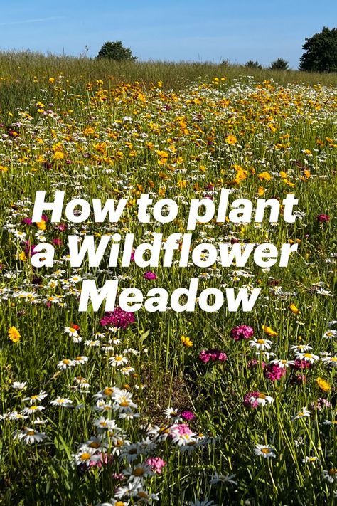 Our simple guide to create your own wildflower field Meadow Garden, Wildflower Garden Bed, Plant Garden Design, Garden Wildflowers, Wildflowers Garden, Garden Wild, Wild Flower Meadow, Prairie Garden, Backyard Plan