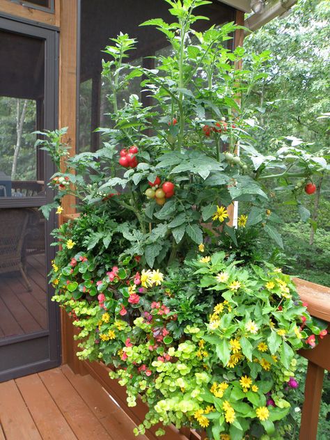 Deck Gardening & Creative Ways to Grow Herbs & Vegetables – Bonnie Plants Gardener Tattoo, Bonnie Plants, Raised Container Garden, Gardening Tattoo, Gardening Wallpaper, Tools Tattoo, Garden Aesthetics, Gardener Aesthetic, Tattoo Garden